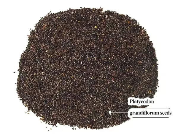 Premium Flower Seed